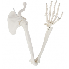 Arm with Shoulder Skeleton
